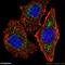 Peroxisomal Biogenesis Factor 14 antibody, 10594-1-AP, Proteintech Group, Immunofluorescence image 