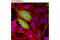 FLAG antibody, 8146T, Cell Signaling Technology, Immunofluorescence image 
