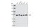 Lipoma-preferred partner antibody, 3389S, Cell Signaling Technology, Western Blot image 