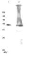 DNA repair protein RAD52 homolog antibody, 70-015, BioAcademia Inc, Western Blot image 