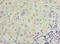 Transient Receptor Potential Cation Channel Subfamily M Member 2 antibody, A62494-100, Epigentek, Immunohistochemistry paraffin image 