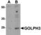 Golgi Phosphoprotein 3 antibody, TA306858, Origene, Western Blot image 