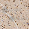 Histone Cluster 4 H4 antibody, A2372, ABclonal Technology, Immunohistochemistry paraffin image 