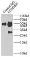 COMM Domain Containing 5 antibody, FNab01851, FineTest, Immunoprecipitation image 