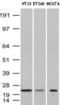 VHL Binding Protein 1 antibody, UM500063CF, Origene, Western Blot image 