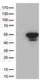 Cyclin Dependent Kinase 15 antibody, LS-C796191, Lifespan Biosciences, Western Blot image 