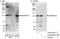 Helicase-like transcription factor antibody, A300-230A, Bethyl Labs, Immunoprecipitation image 