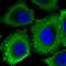 Protein fantom antibody, NBP2-57686, Novus Biologicals, Immunocytochemistry image 