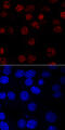 Myogenic factor 5 antibody, MAB4027, R&D Systems, Immunohistochemistry frozen image 