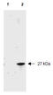 RFP-Tag antibody, AP09229BT-N, Origene, Western Blot image 