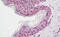 SID1 transmembrane family member 2 antibody, MBS248093, MyBioSource, Immunohistochemistry frozen image 