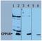 Mycobacterium tuberculosis CFP10 antibody, NB110-58737, Novus Biologicals, Western Blot image 