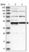 Cell growth-regulating nucleolar protein antibody, NBP1-86827, Novus Biologicals, Western Blot image 