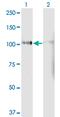 Phosphatidate phosphatase LPIN1 antibody, MA5-21419, Invitrogen Antibodies, Western Blot image 
