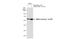 SMAD2 antibody, GTX01034, GeneTex, Western Blot image 