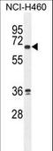 Zinc Finger Protein 813 antibody, LS-C160952, Lifespan Biosciences, Western Blot image 