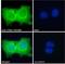 Cytohesin 1 Interacting Protein antibody, 45-441, ProSci, Enzyme Linked Immunosorbent Assay image 