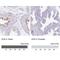 Acrosin antibody, NBP2-14260, Novus Biologicals, Immunohistochemistry paraffin image 