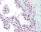 Ubiquitin C antibody, TA317483, Origene, Immunohistochemistry frozen image 