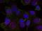 REL Proto-Oncogene, NF-KB Subunit antibody, GTX50099, GeneTex, Immunocytochemistry image 