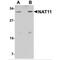 NAA40 antibody, MBS150239, MyBioSource, Western Blot image 