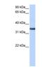 Spondin 2 antibody, NBP1-59177, Novus Biologicals, Western Blot image 