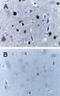 Caspase 9 antibody, NB100-56118, Novus Biologicals, Immunohistochemistry paraffin image 