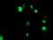 ETS Transcription Factor ELK3 antibody, MA5-25694, Invitrogen Antibodies, Immunocytochemistry image 