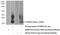 Podoplanin antibody, 11629-1-AP, Proteintech Group, Western Blot image 