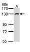 Putative RNA-binding protein 15 antibody, LS-C186109, Lifespan Biosciences, Western Blot image 