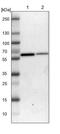 Solute carrier family 15 member 4 antibody, PA5-53479, Invitrogen Antibodies, Western Blot image 
