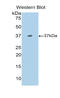 C-X-C Motif Chemokine Ligand 13 antibody, LS-C293019, Lifespan Biosciences, Western Blot image 