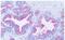 G Protein-Coupled Receptor 63 antibody, GTX12586, GeneTex, Immunohistochemistry paraffin image 