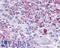 MOP antibody, LS-A234, Lifespan Biosciences, Immunohistochemistry frozen image 