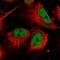 Cell Division Cycle 27 antibody, HPA028129, Atlas Antibodies, Immunofluorescence image 