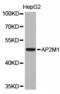 AP-2 complex subunit mu antibody, TA327371, Origene, Western Blot image 