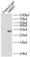 Methyl-CpG Binding Domain Protein 3 antibody, FNab05035, FineTest, Immunoprecipitation image 