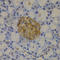 GC Vitamin D Binding Protein antibody, A5709, ABclonal Technology, Immunohistochemistry paraffin image 