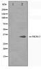 NK6 Homeobox 3 antibody, TA347512, Origene, Western Blot image 