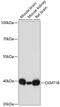 Creatine kinase U-type, mitochondrial antibody, 18-918, ProSci, Western Blot image 
