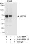 Regulator of nonsense transcripts 3B antibody, A303-689A, Bethyl Labs, Immunoprecipitation image 