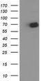 2-Oxoglutarate And Iron Dependent Oxygenase Domain Containing 1 antibody, LS-C337245, Lifespan Biosciences, Western Blot image 