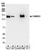 Protein FAM83H antibody, A304-328A, Bethyl Labs, Western Blot image 