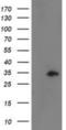 Cyclin B1 Interacting Protein 1 antibody, NBP2-00600, Novus Biologicals, Western Blot image 