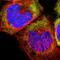 Ribosomal Protein L23 antibody, HPA003373, Atlas Antibodies, Immunofluorescence image 