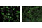 Galactosidase Beta 1 antibody, 2372S, Cell Signaling Technology, Immunofluorescence image 
