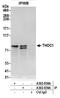 p84N5 antibody, A302-839A, Bethyl Labs, Immunoprecipitation image 