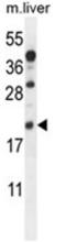 AIF1 antibody, AP50122PU-N, Origene, Western Blot image 