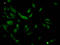H12 antibody, LS-C670326, Lifespan Biosciences, Immunofluorescence image 