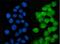LSM2 Homolog, U6 Small Nuclear RNA And MRNA Degradation Associated antibody, A07586-2, Boster Biological Technology, Immunofluorescence image 